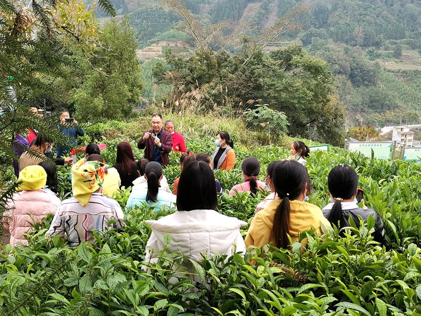 群众在茶叶基地进行培训。凌云县委宣传部供图