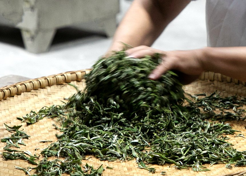 手工制茶。凌云县委宣传部供图