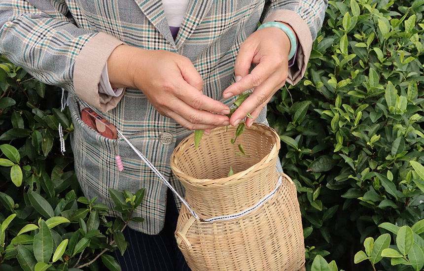 这是一年之中最后一季茶。黄紫玥摄