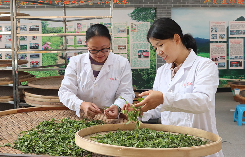 新采的鲜叶需在通风透气的地方晾晒。黄紫玥摄