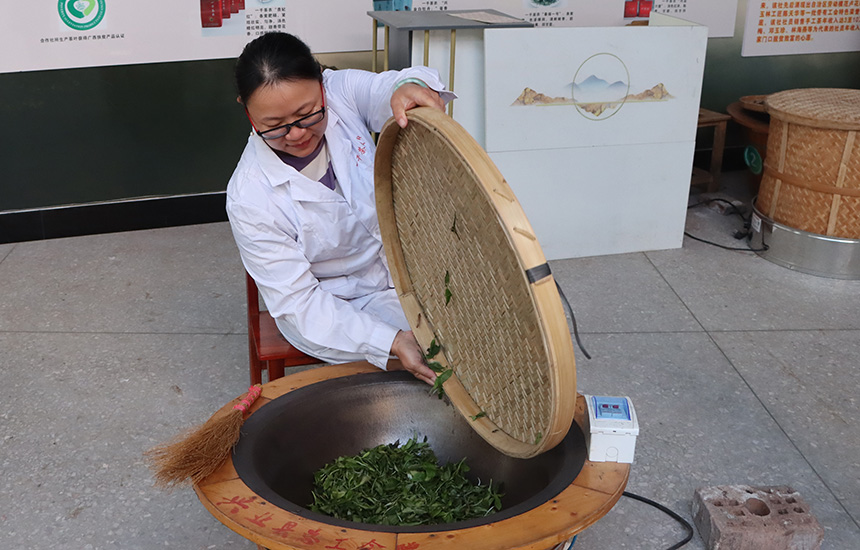 将茶叶倒入锅中，准备翻炒。黄紫玥摄