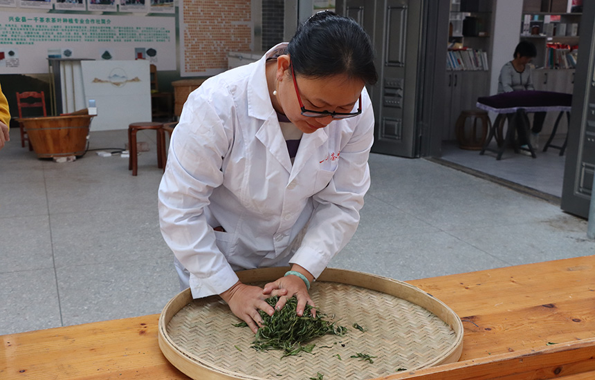 翻炒至茶叶微微变色、水分减少，开始第一次揉捻。黄紫玥摄