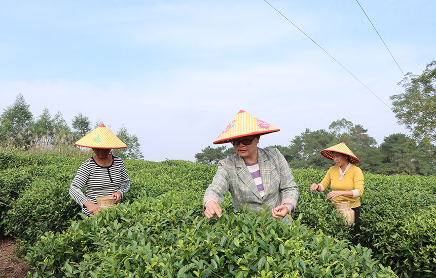 村民採摘冬茶。黃紫玥攝