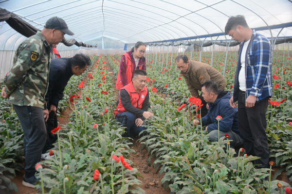 唐遒冥給花農傳授非洲菊冬季管理要點。靖西市融媒體中心供圖