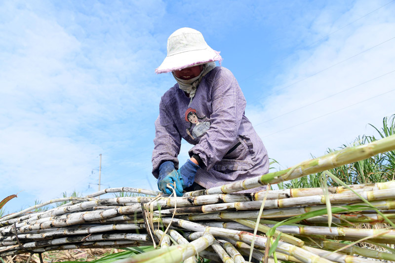 農民正在砍收甘蔗。廖光福攝