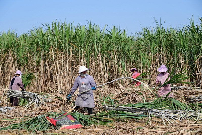 農民正在忙著砍收甘蔗。廖光福攝