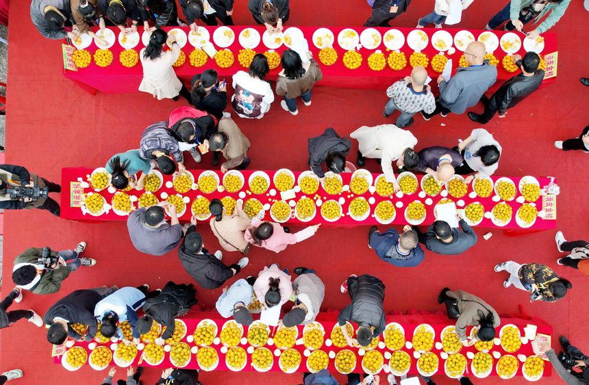 評委和嘉賓正在對參賽金桔進行綜合評比。