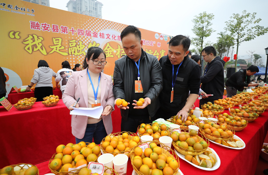 評委對參賽金桔進行評比。