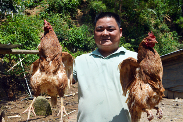 苏成七养殖生态鸡获得成功的喜悦