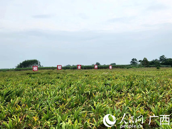 桂郁金种植基地。人民网记者 黄子婧摄