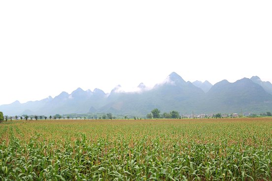 忻城县粤桂协作特优区糯玉米示范种植基地