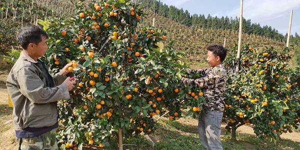 工人正在摘沙糖桔