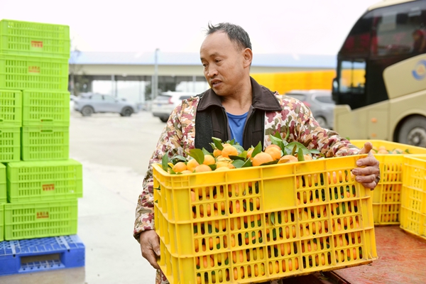 工人正在搬运沙糖桔