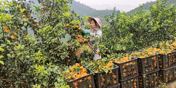 群众忙剪果
