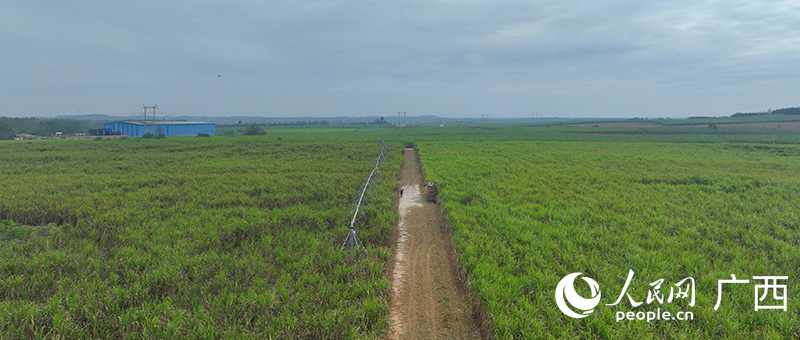 宾阳县千亩甘蔗种植示范区。人民网 付华周摄
