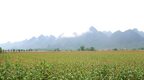 数字化赋能，粤桂联手打造广西忻城甜糯玉米产业智慧农业样本
