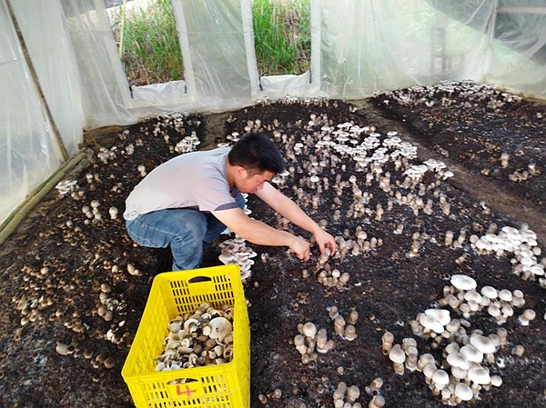 董明右正在采摘草菇。右江民族医学院供图