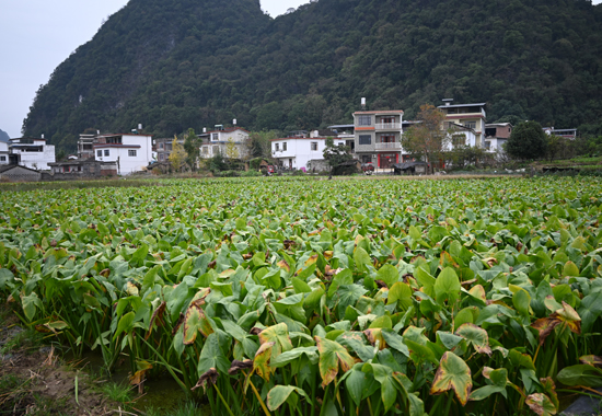绿意盎然的茨菇地。李紫梦摄