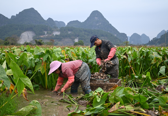 村民们分工合作，有的采收茨菇，有的修剪茨菇根。李紫梦摄