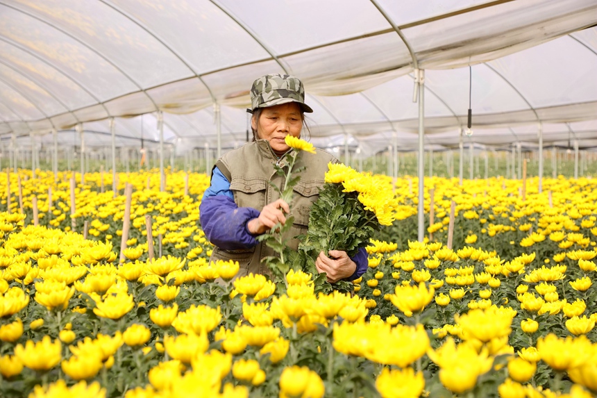 花農在花卉大棚裡採摘菊花