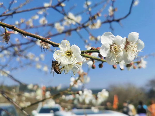 陈平梅花。