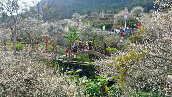 陈平梅花。