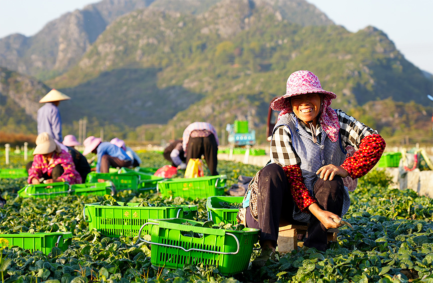 工人正在採摘冬菜，豐收的喜悅寫在臉上。