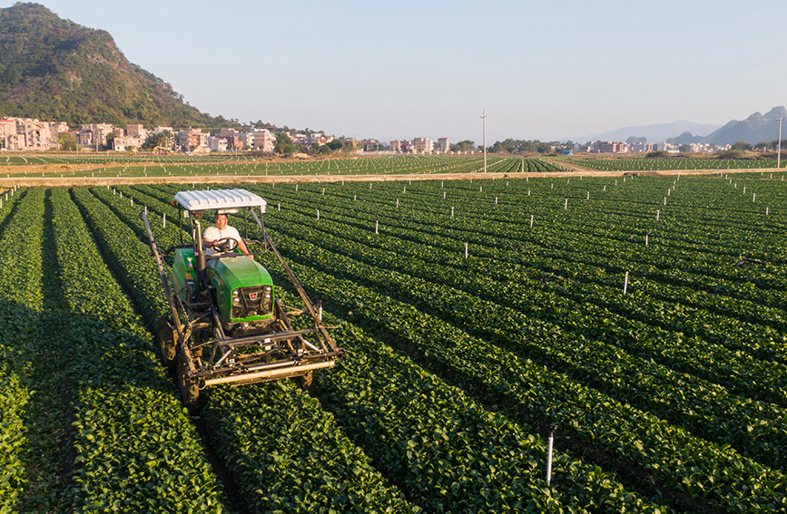 鐘山縣東融（供港）稻菜產業示范基地，農機在田間穿梭。