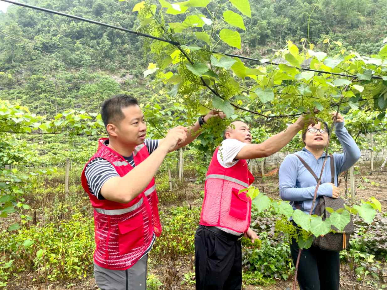 巴马山区“养”出一个个强村产业来