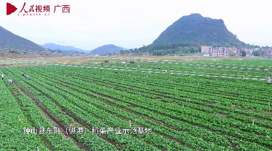 钟山：做强稻菜产业助推乡村振兴