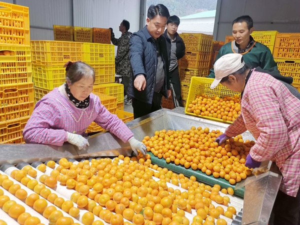 刘建军指导工人清洗包装出口的沙糖桔  黄燕群摄.jpg