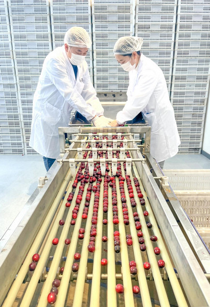 工人們對蔓越莓進行人工挑揀。黑龍江省商務廳供圖