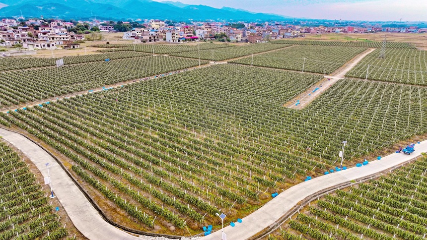 火龙果基地