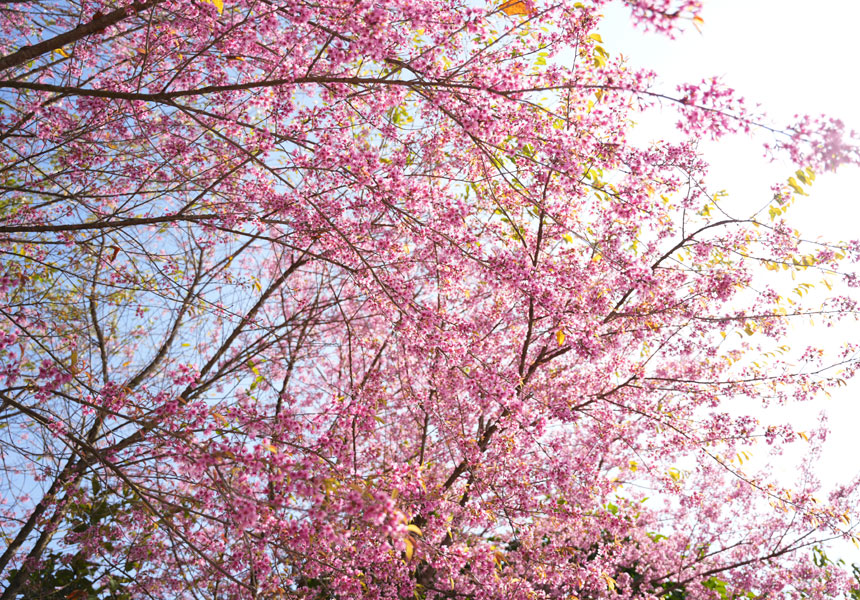 盛開的冬櫻花