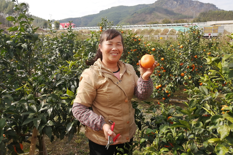 谭素利高兴地说着今年的收成。覃金兰摄
