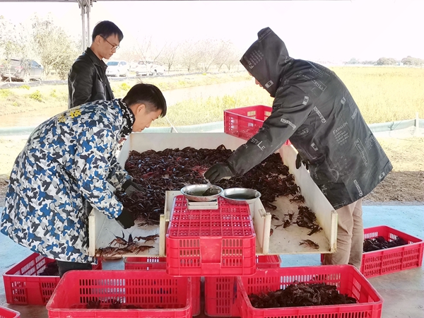 收購商正在對小龍蝦進行分揀、稱重，葉靜靜攝。.jpg