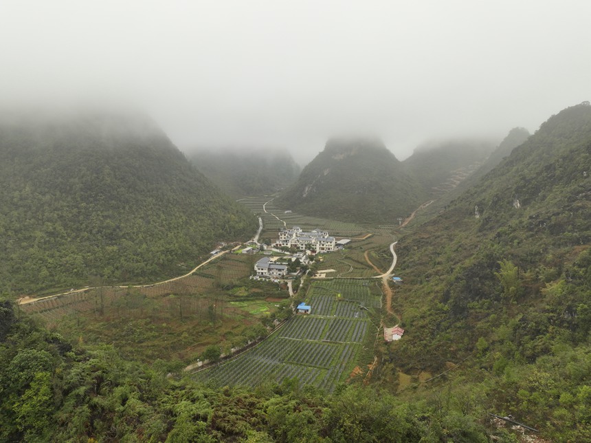 都安乡凌雷村火龙果种植示范基地。都安乡人民政府供图