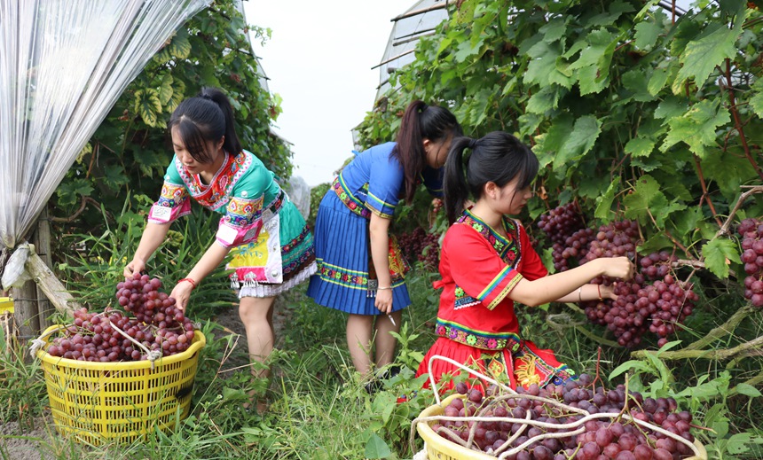 示范区种植国家地理标志产品红提3万亩，图为群众正在果园采摘红提