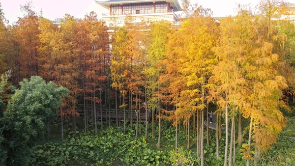 随着气温骤降，树叶从翠绿慢慢变黄、变红。王诗琴摄