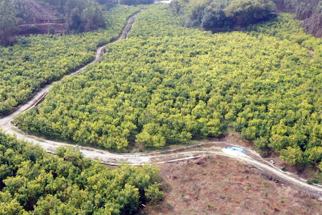 沃柑基地。張金蓮攝