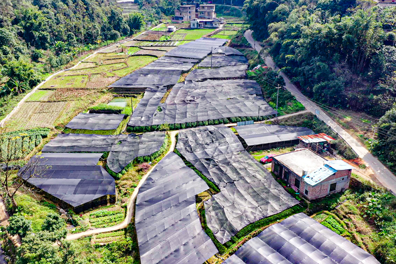 石頭八角繁育苗圃基地