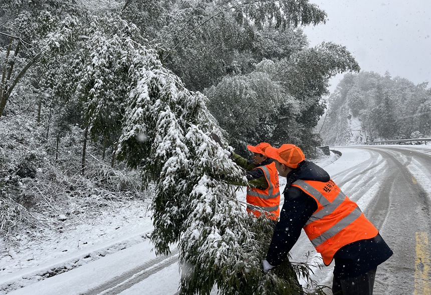 兴安公路养护中心养护职工清理被雪压弯到公路上的竹子。李洪波摄
