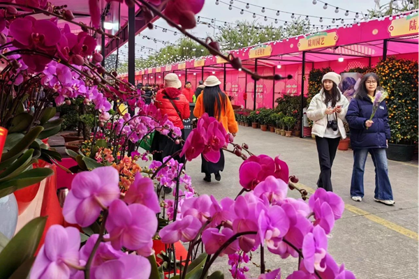 市民在“佼佼街”逛花市。黄钰莹摄