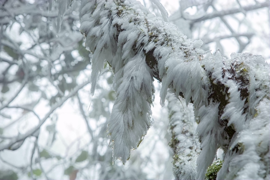 林間枯枝披上了雪白的“絨裝”。李世華攝