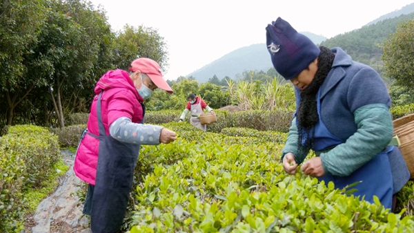 茶农正在采摘春茶。桂平市融媒体中心供图