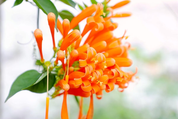 炮仗花开。黄霞摄