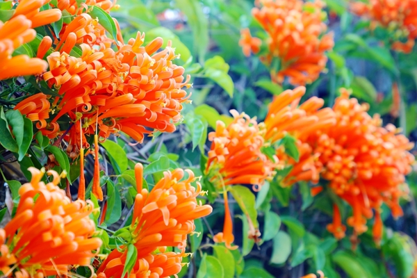 炮仗花开。黄霞摄