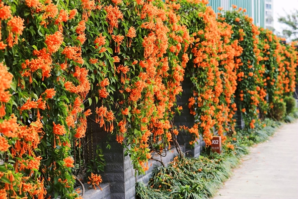 炮仗花开。凌钦章摄