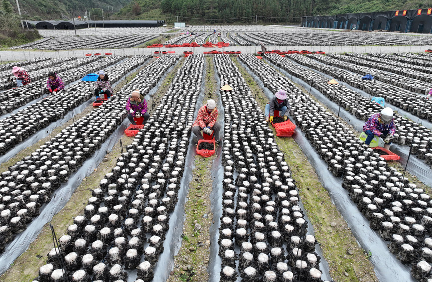 村民在采摘木耳。