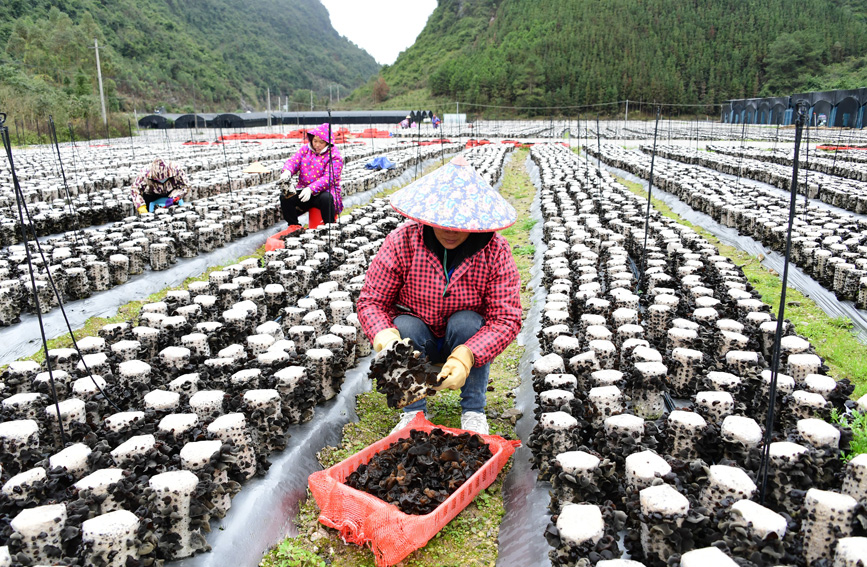 村民在采摘木耳。